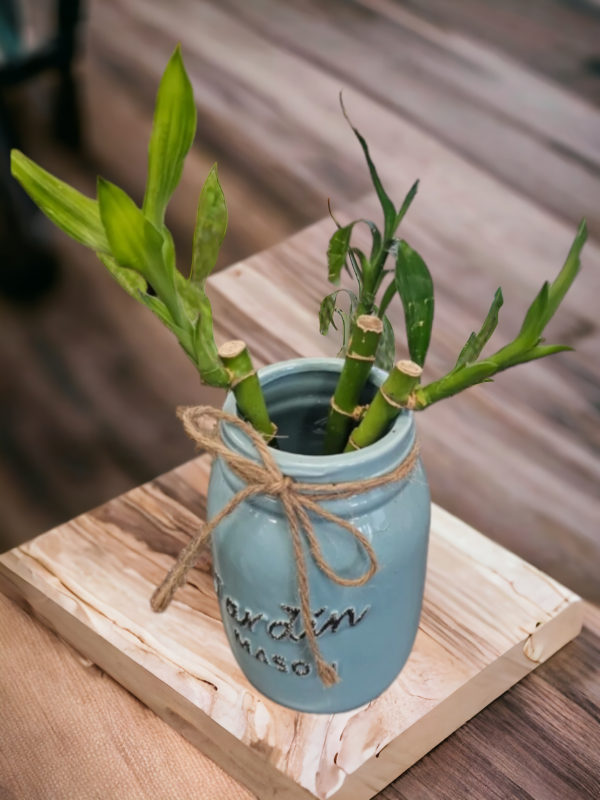 Lucky Bamboo